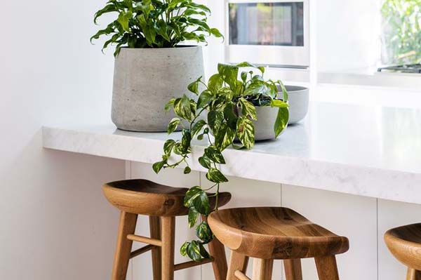 7 Tanaman Hias yang dapat Mempercantik Dapur Rumahmu