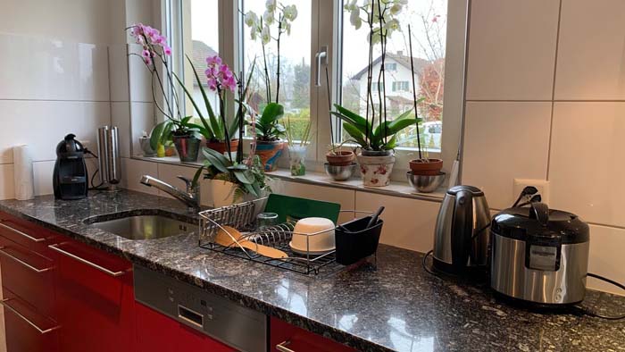 7 Tanaman Hias yang Dapat Mempercantik Dapur Rumahmu