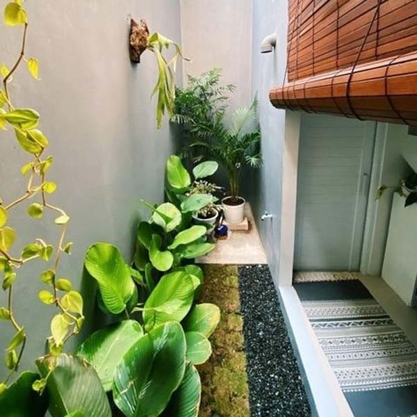 Taman Samping Rumah 2 Meter